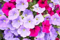  Petunia, Annual flowers, Wave Petunia, Tidal Wave Petunia, Easy Wave Petunia, Supertunia, Surfinia Petunias, Picobella Petunias, Shock Wave Petunias 